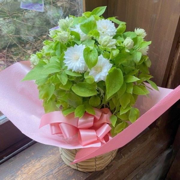 センスの良い寄せ植え、花鉢（紫陽花　アンスリウム）ギフトを母の日に贈ろう！サムネイル